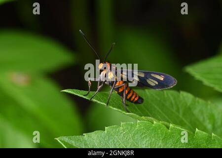 Gros plan de Wasp Moth (Amata huebneri) Banque D'Images