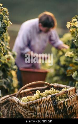 Récolte traditionnelle de raisin de style rétro vendanges raisins Chardonnay Bourgogne Panier récolte de raisin Louis Latour, Corton Charlemagne, Chardonnay, dans un panier traditionnel en osier bourguignon, sur la colline de Corton, Aloxe-Corton, Côte de Beaune Bourgogne-Franche-Comté Banque D'Images