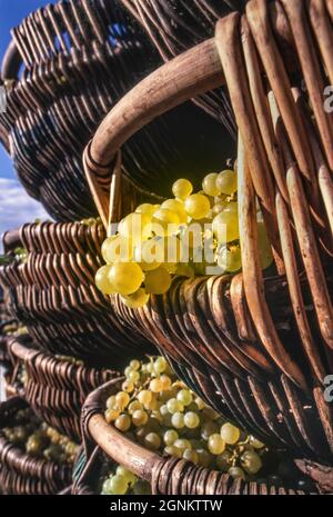 LES RAISINS CHARDONNAY GRAND cru RÉCOLTENT des paniers de Bourgogne traditionnels remplis de raisins Chardonnay récoltés du vignoble de Louis Latour CORTON CHARLEMAGNE sur la colline de Corton, Aloxe-Corton, Côte d'Or, France. Banque D'Images