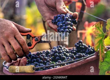 Vendange Bourgogne Pinot Noir raisins mains sécateurs seau fraîchement récolté au Premier cru les chaillots vignoble de Louis Latour, Aloxe-Corton, Côte d'Or, France. Banque D'Images