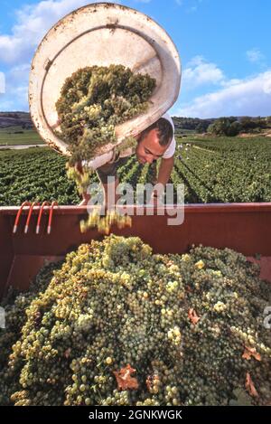 CHASSAGNE MONTRACHET récolte un hod de premier cru Chardonnay récolté dans une trémie à raisins, dans le vignoble Blanchot-dessous de Michel Colin-Deleger, Chassagne-Montrachet, Côte d'Or, France. [Côte de Beaune] Banque D'Images