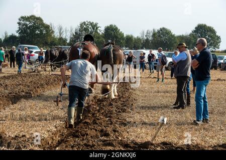 Waltham St Lawrence, Royaume-Uni. 26 septembre 2021. C'était une belle journée ensoleillée, alors que des tracteurs modernes et anciens l'ont combattue lors du match de labour annuel de la Royal East Berkshire Agricultural Association à Church Farm. Il y a eu une vente aux enchères de légumes et de fruits cultivés par les agriculteurs locaux. Les clients ont profité d'un spectacle canin, de la fauconnerie et d'une journée sous le soleil d'automne. Crédit : Maureen McLean/Alay Live News Banque D'Images