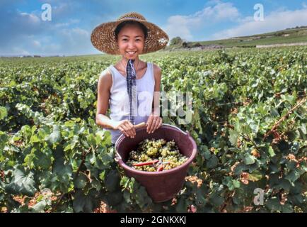 LE MONTRACHET RÉCOLTE le Picker de raisin oriental avec un seau de raisins DE Chardonnay récoltés DU GRAND cru dans la parcelle Marquis de Laguiche du vignoble du Montrachet. Les cueilleurs de raisin viennent du monde entier pour être à LA récolte DU MONTRACHET. Le vin de cette parcelle est produit par Joseph Drouhin. Puligny-Montrachet, Côte d'Or, France. [Côte de Beaune] Banque D'Images