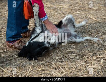 Waltham St Lawrence, Royaume-Uni. 26 septembre 2021. C'était une belle journée ensoleillée, alors que des tracteurs modernes et anciens l'ont combattue lors du match de labour annuel de la Royal East Berkshire Agricultural Association à Church Farm. Il y a eu une vente aux enchères de légumes et de fruits cultivés par les agriculteurs locaux. Les clients ont profité d'un spectacle canin, de la fauconnerie et d'une journée sous le soleil d'automne. Crédit : Maureen McLean/Alay Live News Banque D'Images