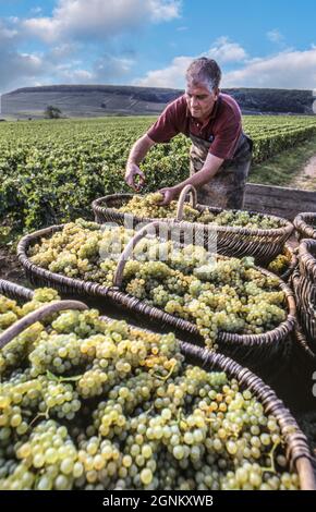 CORTON CHARLEMAGNE Chardonnay vendanges millésime de vendanges avec le vititravailleur triant les grands raisins cru dans les paniers traditionnels de Bourgogne en osier plein de raisins Chardonnay dans le vignoble de Louis Latour sur la colline de Corton, Aloxe-Corton, Côte d'Or, France.Corton-Charlemagne est une appellation d'origine contrôlée (AOC) et un vignoble de Grand cru pour le vin blanc de la sous-région de Côte de Beaune en Bourgogne Banque D'Images