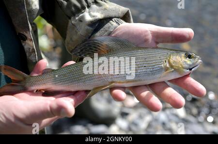 Sibérie, Russie. 26 septembre 2021. Le président russe Vladimir Poutine montre le poisson qu'il a pris pendant de courtes vacances avec le ministre de la Défense Sergei Shoigu pour pêcher et faire de la randonnée début septembre, comme le montrent les images publiées le 26 septembre 2021 dans le district fédéral de Sibérie de Russie. Poutine s'est arrêté au cours d'une visite de travail dans le Primorye et la région de l'Amour de l'extrême-Orient russe. Credit: Alexei Druzhinin/Kremlin Pool/Alamy Live News Banque D'Images