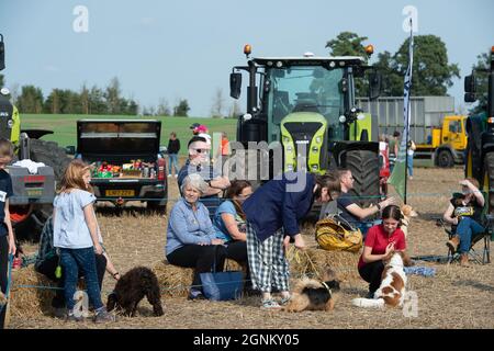 Waltham St Lawrence, Royaume-Uni. 26 septembre 2021. C'était une belle journée ensoleillée, alors que des tracteurs modernes et anciens l'ont combattue lors du match de labour annuel de la Royal East Berkshire Agricultural Association à Church Farm. Il y a eu une vente aux enchères de légumes et de fruits cultivés par les agriculteurs locaux. Les clients ont profité d'un spectacle canin, de la fauconnerie et d'une journée sous le soleil d'automne. Crédit : Maureen McLean/Alay Live News Banque D'Images