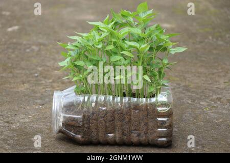 Plants de piment cultivés sur un contenant de déchets en plastique, petites plantes de piment prêtes à être plantées sur le sol Banque D'Images