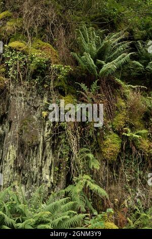 Fougères vertes luxuriantes et mousse poussant sur la falaise rocheuse dans la campagne galloise Banque D'Images