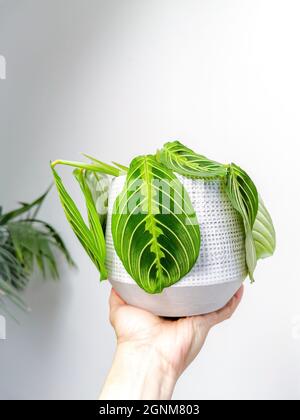 Plante de prière Maranta Leuconeura citron citron dans un pot de fleurs tenu par une main caucasienne sur fond blanc. Plante rare. Banque D'Images