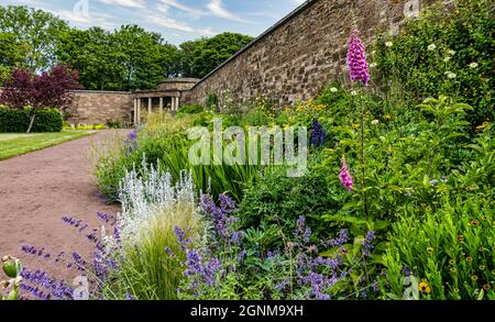 Bordure fleurie herbacée colorée avec des renards, jardin clos d'Amisfield, Lothian oriental, Écosse, Royaume-Uni Banque D'Images