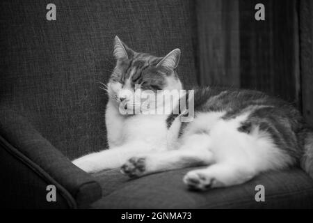 photo noir et blanc d'un chat dormant dans une chaise à l'extérieur Banque D'Images