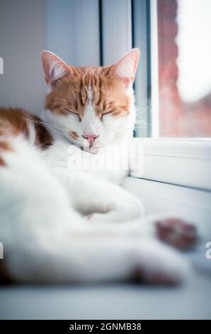 joli chat blanc et gingembre dormant paisiblement sur le rebord de la fenêtre Banque D'Images