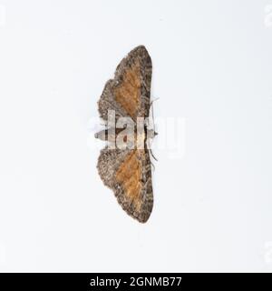 Eupitecia icterata, le Moth de la papule tawny, sur fond blanc. Banque D'Images