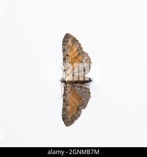 Eupitecia icterata, le Moth de la papule tawny, sur fond blanc. Banque D'Images