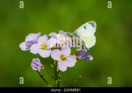 Papillon à pointe orange femelle sur fleur de coucou Banque D'Images