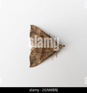 Hypena probascidalis, la Moth museau, sur fond blanc. Banque D'Images