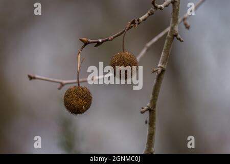 Couple de gousses de graines en forme de boule floue d'un sycomore pendent d'une branche encore intacte prêt à disperser les graines à la fin de l'automne Banque D'Images