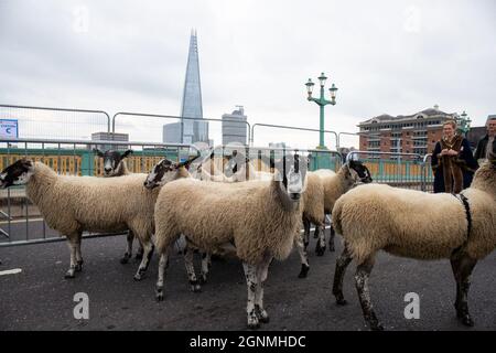 LONDRES, ANGLETERRE, septembre 26 2021, Sheep étant conduit à travers le pont Southwark pour la promenade annuelle Sheep Drive 2021 crédit: Lucy North/Alamy Live News Banque D'Images