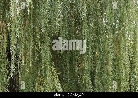 Beaucoup de branches de saule suspendues avec des feuilles. Banque D'Images