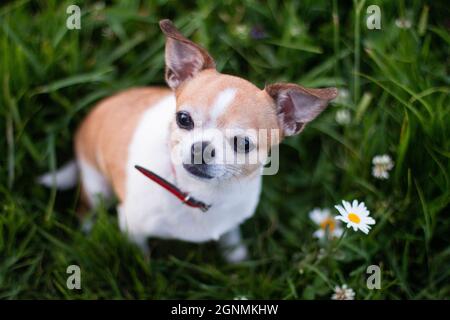 Chien Chihuahua rouge-blanc tacheté de couleur, vue d'en haut sur l'herbe avec des pâquerettes Banque D'Images