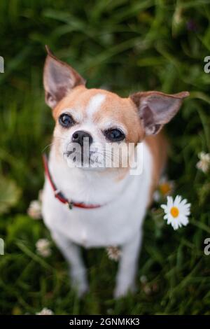 Chien Chihuahua rouge-blanc tacheté de couleur est assis sur l'herbe avec des pâquerettes Banque D'Images