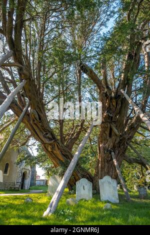 Arbre de l'if de 1600 ans sur supports à l'église St Mary The Virgin and St Peter Wilmington, E. Sussex, Royaume-Uni Banque D'Images