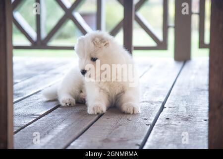 Un chiot Samoyed charmant se trouve sur une véranda en bois et donne sur l'extérieur. Banque D'Images