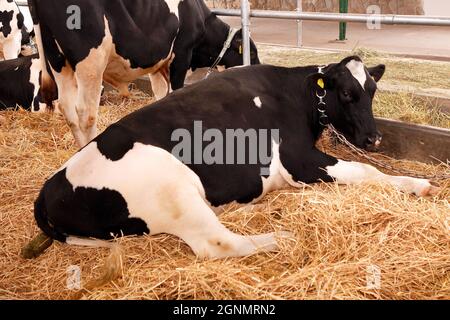 Vaches domestiquées sur le foin à l'intérieur de la ferme dans l'industrie agricole Banque D'Images