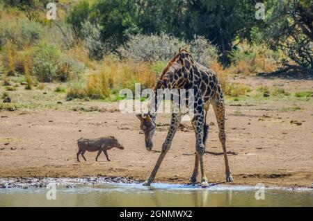 Girafe sud-africaine ou girafe du Cap (Giraffa Camelopardalis giraffa) eau potable dans le parc Kruger Banque D'Images