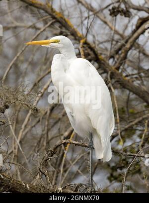 Grand Egret perché sur un arbre. Shoreline Lake and Park, comté de Santa Clara, Californie, États-Unis. Banque D'Images