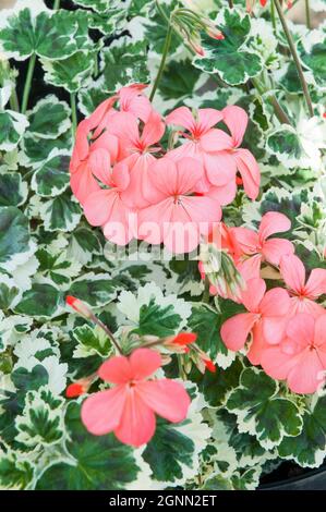 Gros plan de Pelargonium Frank Headley un groupe zonal de pélargonium qui a des feuilles variéguées et des fleurs roses de saumon est vert permanent et à moitié robuste Banque D'Images