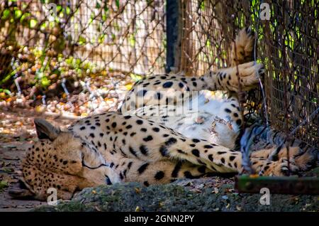 Un guépard d'Afrique du Sud-est (Acinonyx jubatus jubatus) accueille au Memphis Zoo, 8 septembre 2015, à Memphis, Tennessee. Banque D'Images