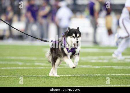 Dubs II mène les Huskies de Washington sur le terrain avant le 1er quart d'un match de football universitaire de la NCAA contre les Golden Bears de Californie, Sat Banque D'Images