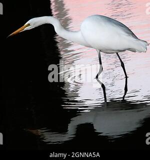 Sausalito, Californie, États-Unis. 2 décembre 2020. Poissons d'aigrette enneigés pour un repas du soir dans la lumière de la fin de l'après-midi. Le soleil couchant est sur le point de disparaître en Occident. L'oiseau est éclairé par une lumière presque horizontale, ce qui permet une lumière directe sur l'oiseau et un arrière-plan sombre. (Image de crédit : © Jim Sugar/ZUMA Press Wire) Banque D'Images