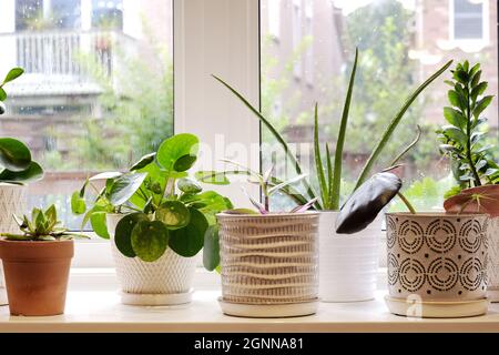 Belles plantes d'intérieur dans des pots sur la table près de la fenêtre regarder à travers l'arrière-cour à la maison avec des gouttes de pluie dehors. Elément de conception. Banque D'Images