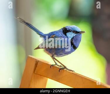 Le Splendid Fairywren (Malurus splendens) se trouve dans une grande partie de l'Australie. Vu ici est un mâle dans le plumage de reproduction en Australie occidentale. Banque D'Images