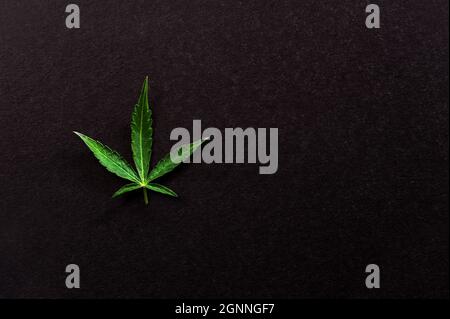 Feuille de marijuana. Plante de cannabis frais sur fond noir. Chanvre récréatif, usage médical. Banque D'Images