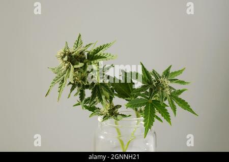 Branches de cannabis avec bourgeons fleuris dans un pot en verre sur fond gris. Plante de marijuana comme une fleur domestique à l'intérieur de la maison. Fleurs de mauvaises herbes fraîches. Jambe Banque D'Images