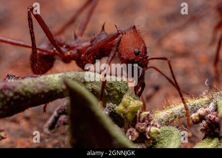 Atta Leaf-Cutter Ant du genre Atta Banque D'Images