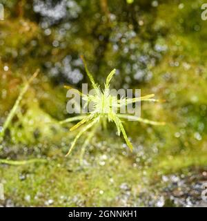 Moss sphagnum, plante individuelle, photo macro avec arrière-plan flou Banque D'Images