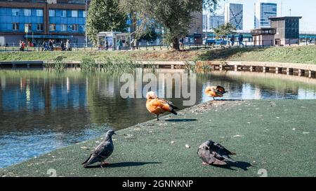 Moscou, Russie - 26 septembre 2018 : deux canards à la dérive et deux canards à colombes sont situés sur la rive de l'étang Vladimirsky Banque D'Images