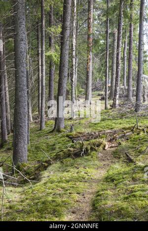 Sentier de randonnée à travers la forêt Banque D'Images