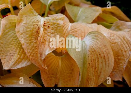 Feuilles de plantes hosta jaunes mouillées et mortes à la lumière du jour automnale Banque D'Images