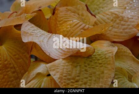 Feuilles de plantes hosta jaunes mouillées et mortes à la lumière du jour automnale Banque D'Images