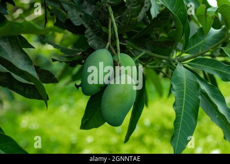 La mangue verte aigre brute est riche en vitamine C qui aide à réduire les saignements des gencives et les problèmes dentaires. Banque D'Images
