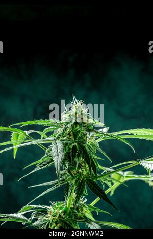 Culture de marijuana médicale. Plante de cannabis en fleur, presque prête pour la récolte, avec une place pour le texte Banque D'Images
