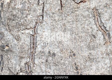 Détail du motif extérieur de la peau ou de la texture du bois de santal précieux et en bois Banque D'Images