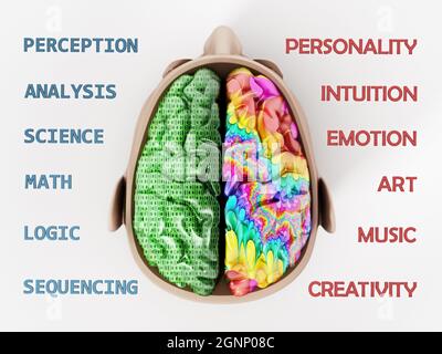 Illustration 3D représentant deux lobes du cerveau humain. Banque D'Images