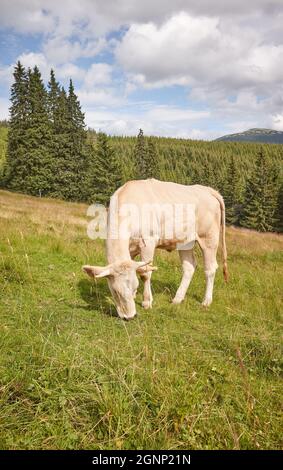 Vache paître sur un pâturage de montagne. Banque D'Images
